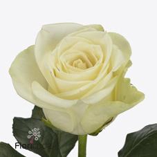 <h4>Rosa large snowstorm+</h4>
