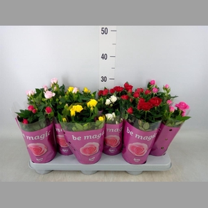 Rosa  'Beau Monde'   ...mix