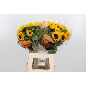 Helian An Orange Fir