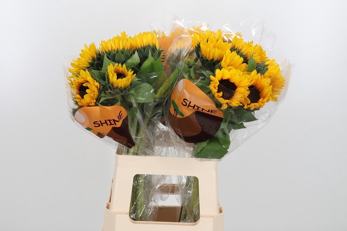 <h4>Helian An Orange Fir</h4>