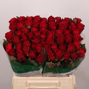 R GR RED TACAZZI+