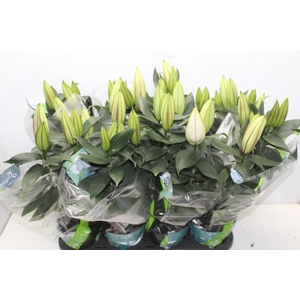 LIRIO P15 BRANCO