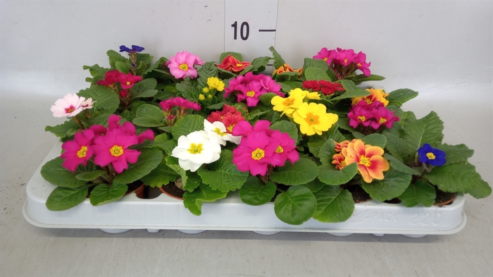 <h4>Primula ac.   ...</h4>