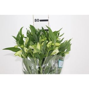 ALSTROEMERIA AKEMI 080 CM