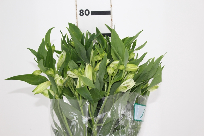 <h4>ALSTROEMERIA AKEMI 080 CM</h4>