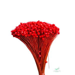 DRIED FLOWERS - GLIXIA RED 100GR