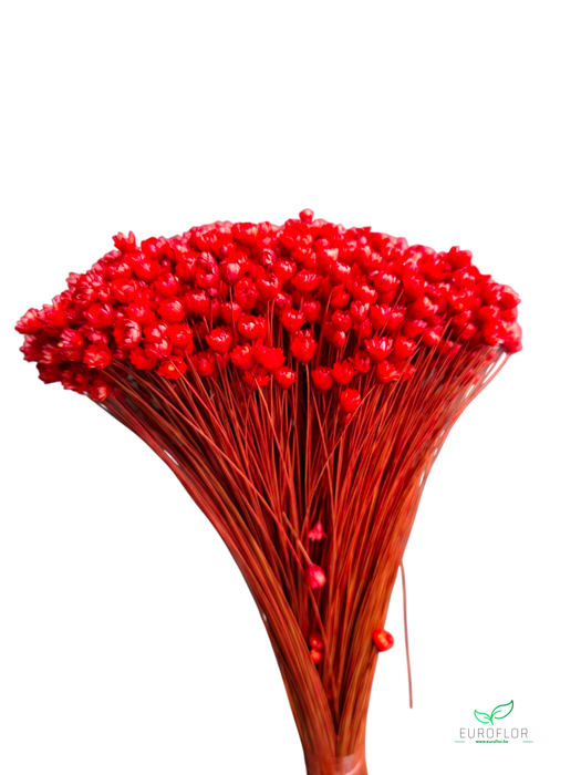 DRIED FLOWERS - GLIXIA RED 100GR