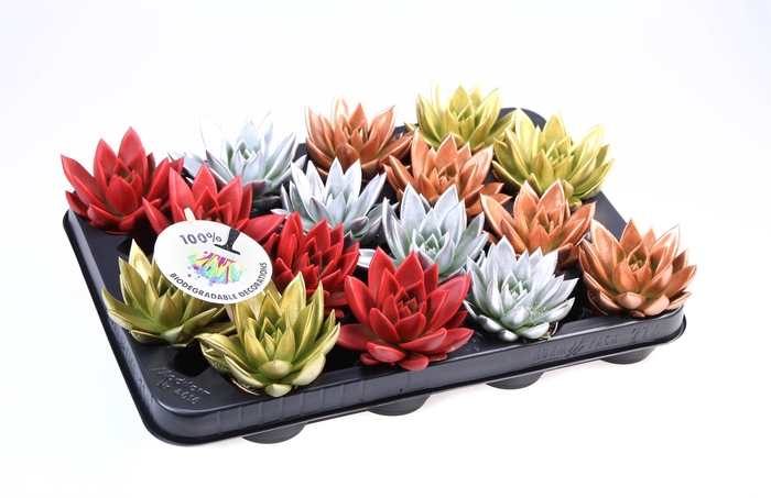 <h4>Echeveria  'Miranda'</h4>