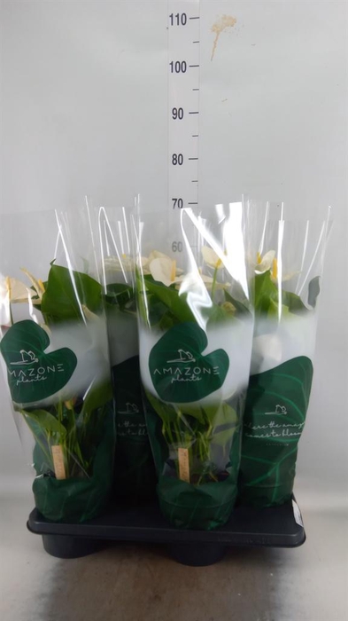 <h4>Anthurium andr. 'Samora'</h4>