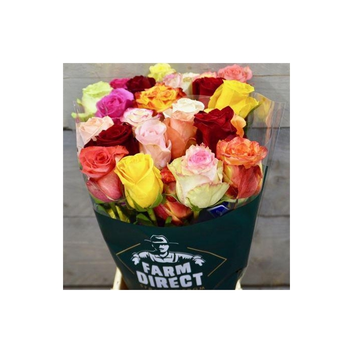 <h4>R Gr Rainbow</h4>