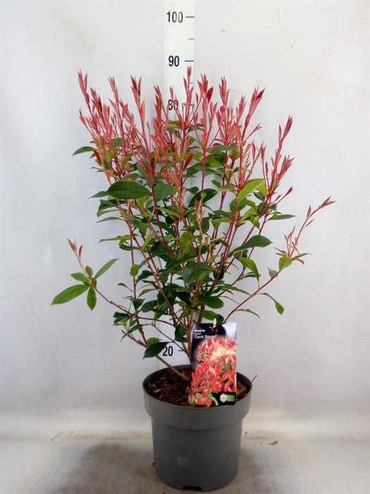 <h4>Photinia fraseri</h4>