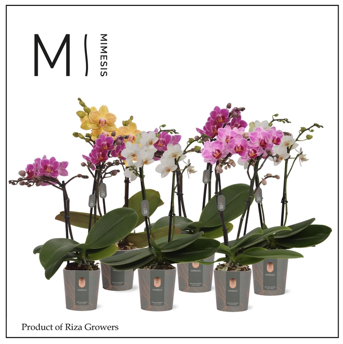 <h4>PHAL MF GEM 4 KL</h4>