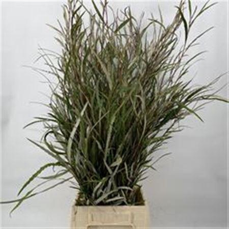 <h4>GREVILLEA X5</h4>