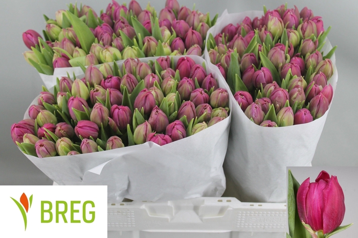 <h4>TU DU MARGARITA</h4>