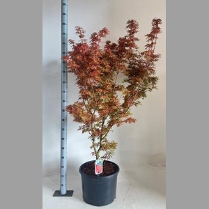 ACER PA JER SCHWARTZ