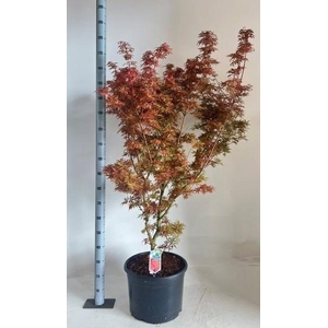 ACER PA JER SCHWARTZ