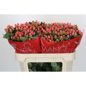 Hypericum Sweet Romance