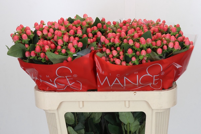 <h4>Hypericum Sweet Romance</h4>