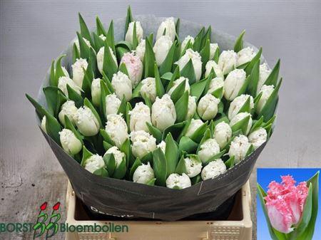 <h4>Tu Fr Neglige</h4>