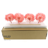 Dried Bleached Dandelion Red