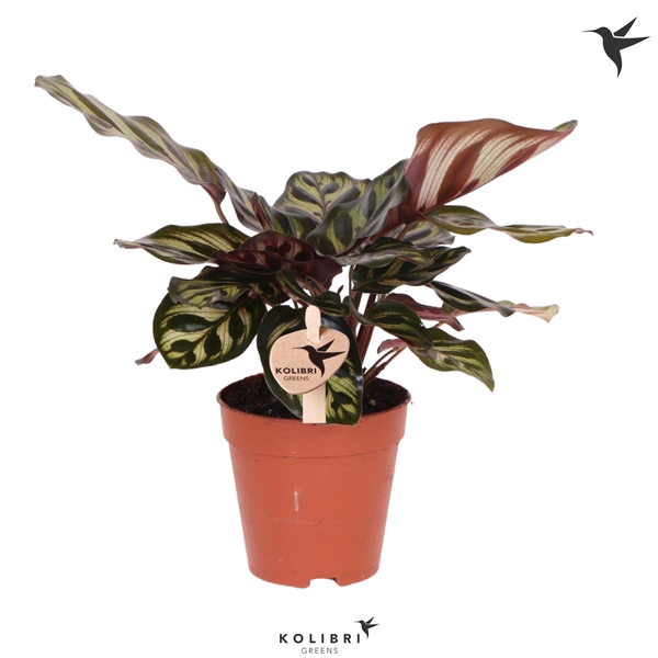 <h4>Kolibri Greens Calathea Makoyana</h4>