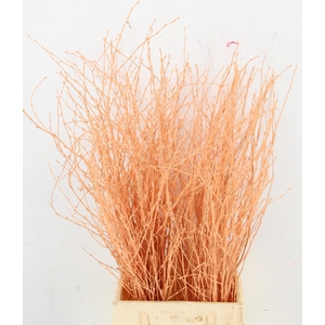 BETULA BS KLB H%