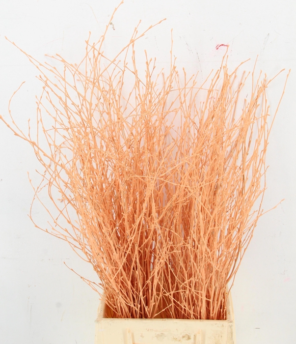 <h4>BETULA BS KLB H%</h4>