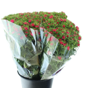 Di Barb Amras Red Super