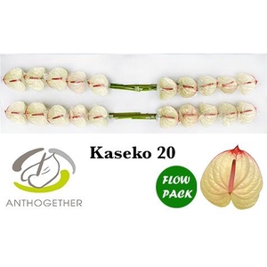 Anthurium Kaseko