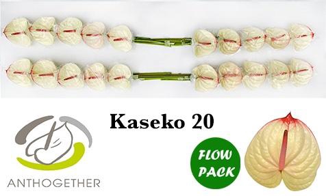 <h4>Anthurium Kaseko</h4>