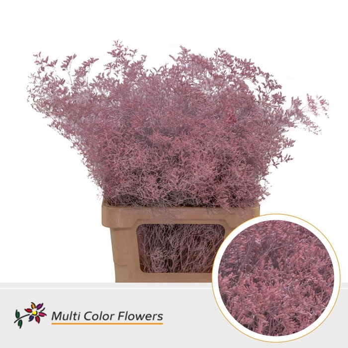 <h4>Limonium Beltlaard Rose licht</h4>