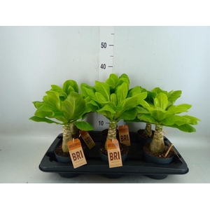 Brighamia ins. 'Hawaiian Palm'