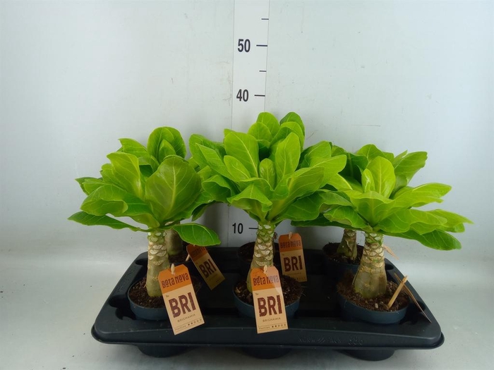 <h4>Brighamia ins. 'Hawaiian Palm'</h4>