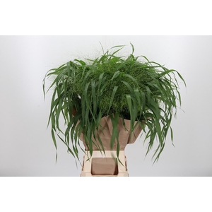 Panicum Fountain