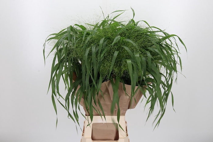 <h4>Panicum Fountain</h4>