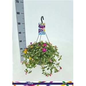 PORT GEM IN POT