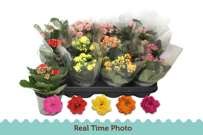 <h4>KAL GE GEM 5 KL</h4>