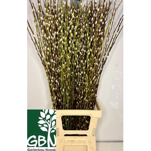 Salix Wilgenkatjes