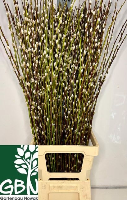 Salix Wilgenkatjes