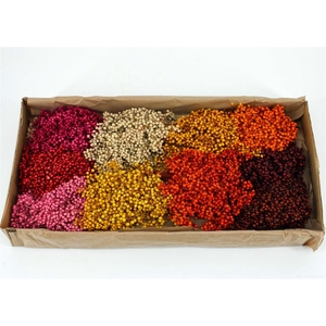 Schinus M Pt Peru Mix Bunch