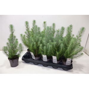 arr8 Pinus Silver Crest