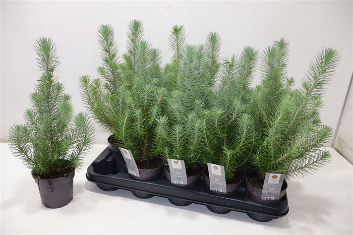 <h4>arr8 Pinus Silver Crest</h4>