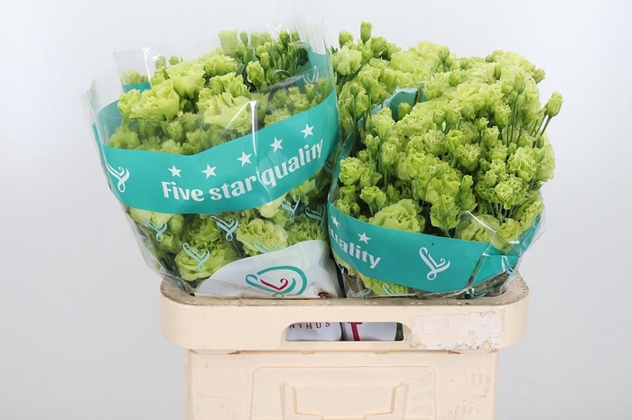 <h4>Eus G Rosan Emerald</h4>