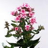 PHLOX P BRIGHT EYE E