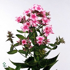 PHLOX P BRIGHT EYE E