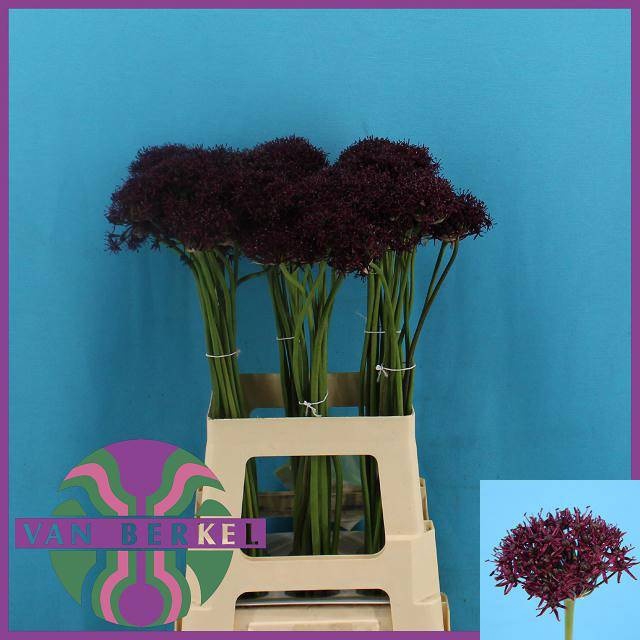 <h4>ALLIUM ATROPURPUREUM</h4>