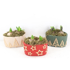 arr4 Hyacint FL - Ker. Oslo mix