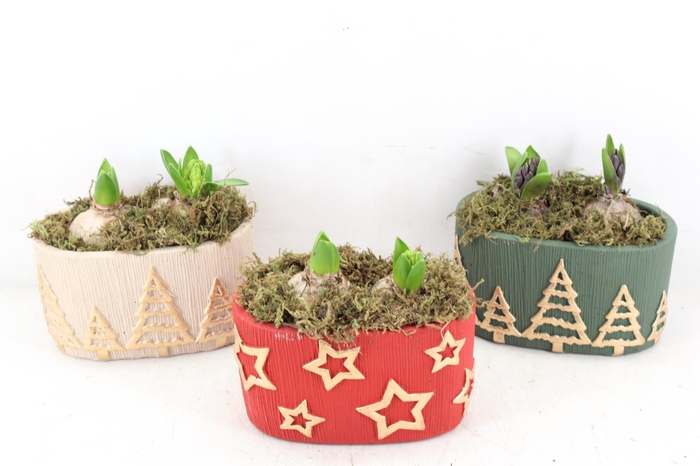 <h4>arr4 Hyacint FL - Ker. Oslo mix</h4>