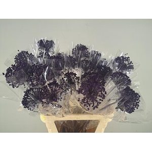 Df Allium Paint Purple