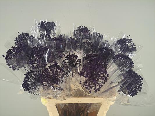 <h4>Df Allium Paint Purple</h4>